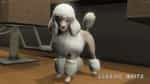 Colored Poodles Pet [Dogs]