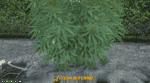 Drug System V36 [Weed Growing][Weed Plants][QB]