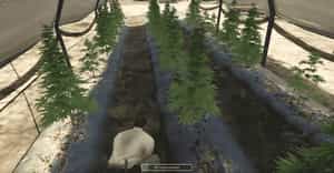 Weed Rush System