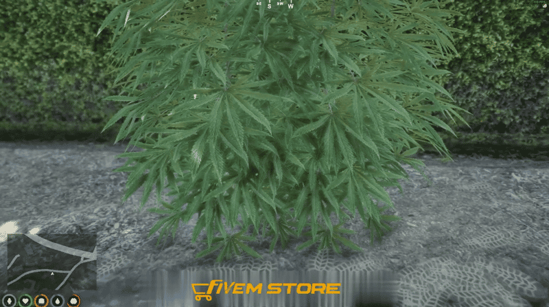 Drug System V36 [Weed Growing][Weed Plants][QB]