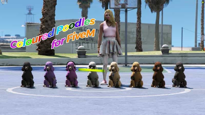 Colored Poodles Pet [Dogs]