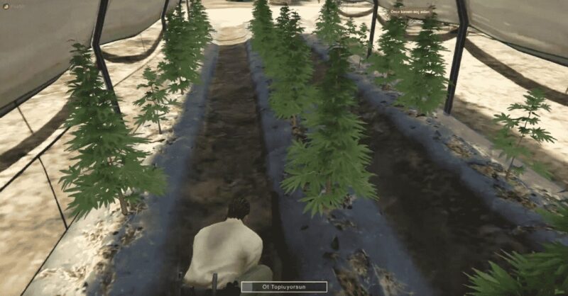 Weed Rush System | FiveM Store