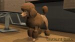 Colored Poodles Pet [Dogs]