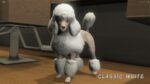 Colored Poodles Pet [Dogs]