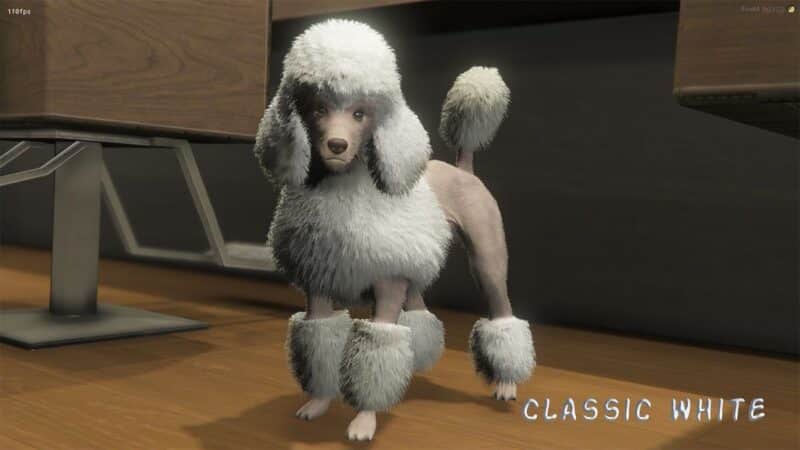 Colored Poodles Pet [Dogs]