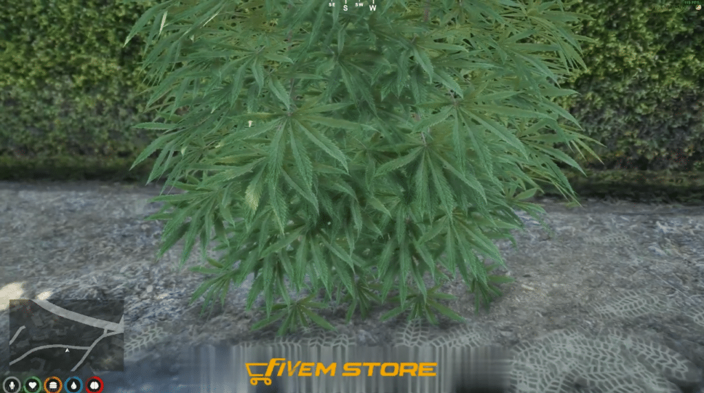 Drug System V36 [Weed Growing][Weed Plants][QB] | FiveM Store